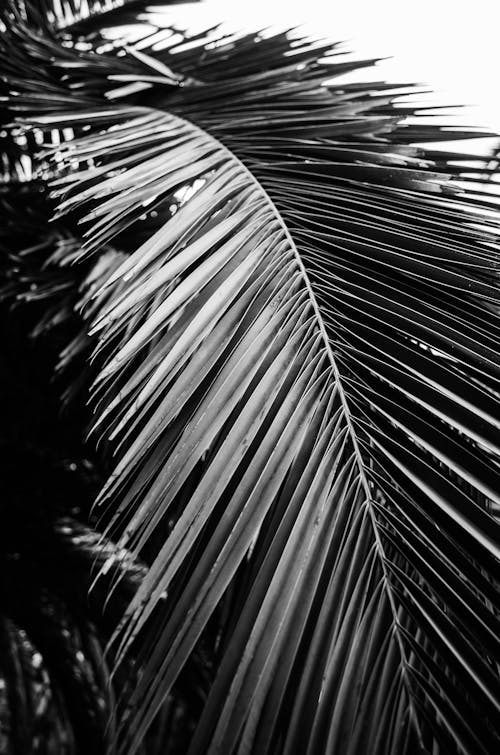 Grayscale Photo of Palm Leaf