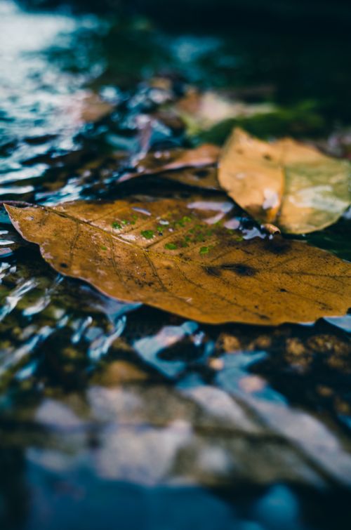 Free Autumn leaves resting on a flowing stream, capturing seasonal beauty in nature. Stock Photo