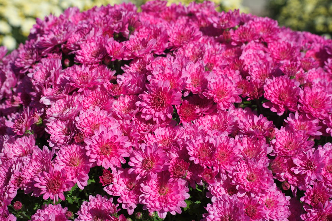 Pink Flowers in Close Up Photography