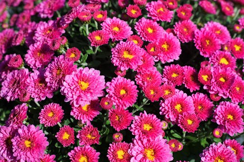 Photograph of Pink Chrysanthemum Flowers