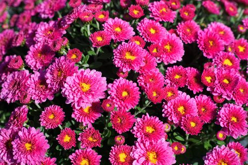 Free A stunning display of pink chrysanthemums in full bloom, offering a vibrant floral background. Stock Photo
