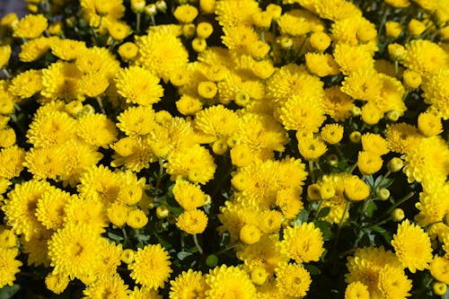 Yellow Flowers in Close Up Photography