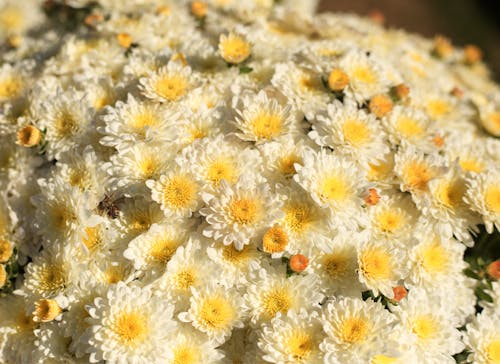 Бесплатное стоковое фото с крупный план, флора, хризантемы