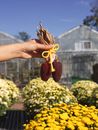 Person Holding Yellow Flower