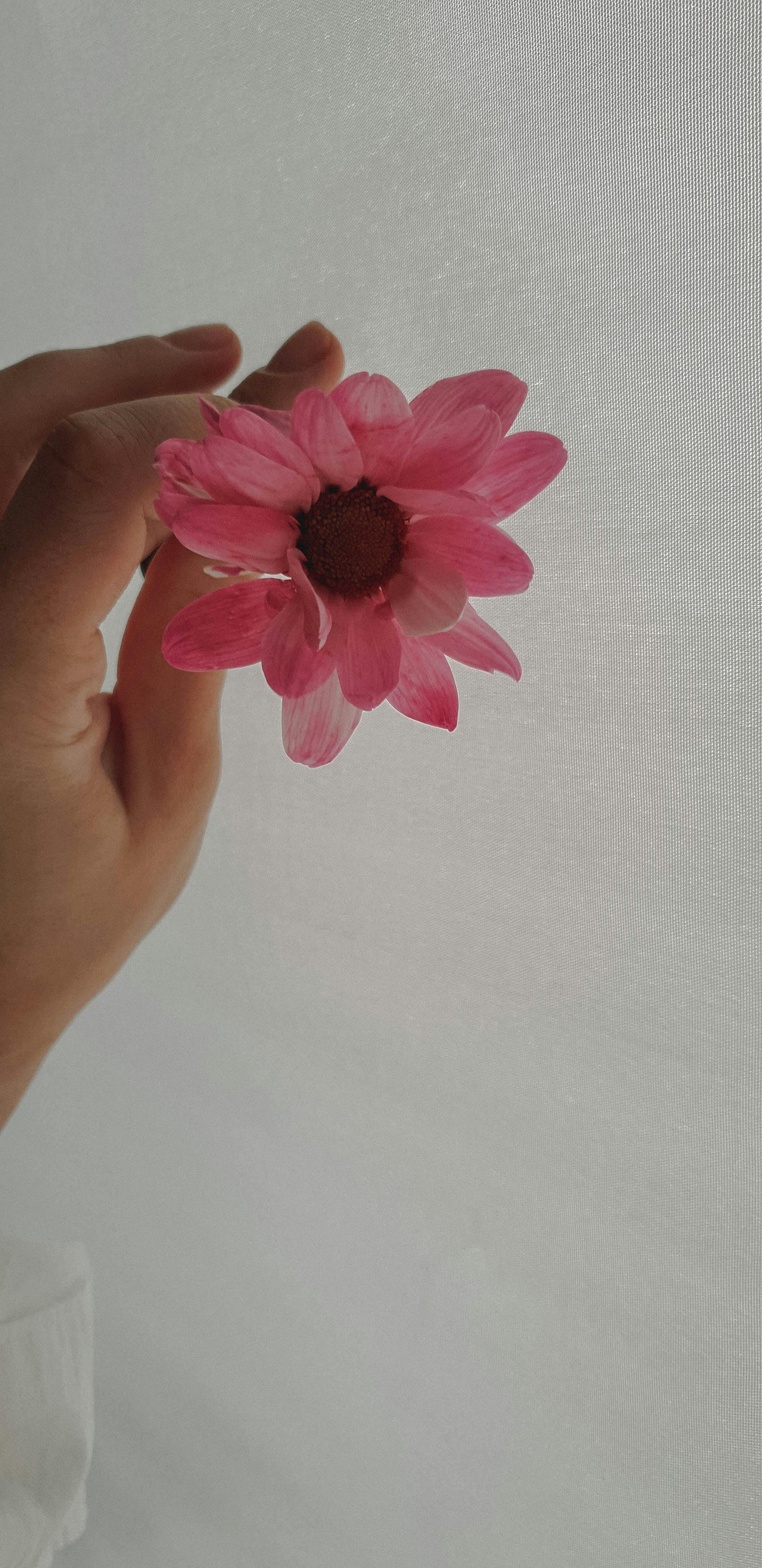 Free Close-up of a hand holding a delicate pink daisy, highlighting its vibrant petals. Stock Photo