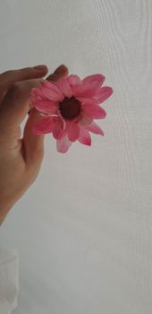 Close-up of a hand holding a delicate pink daisy, highlighting its vibrant petals.