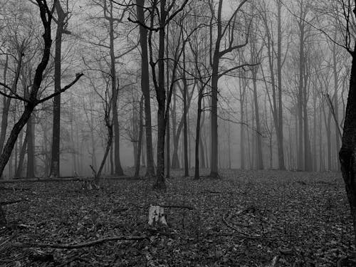 Grayscale Photo of Bare Trees