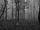creepy forest