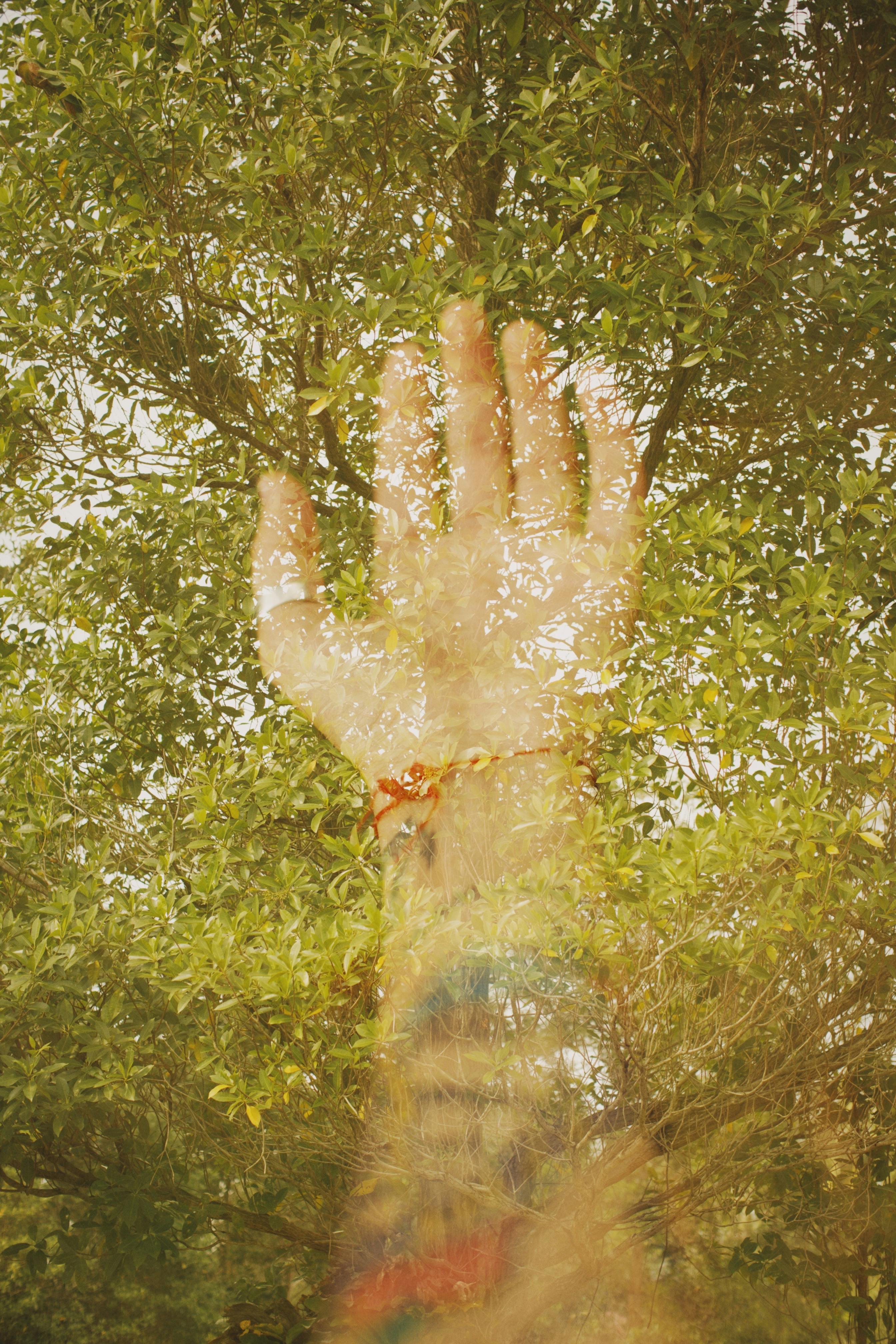 A creative double exposure photograph featuring a hand blending with a tree's foliage.