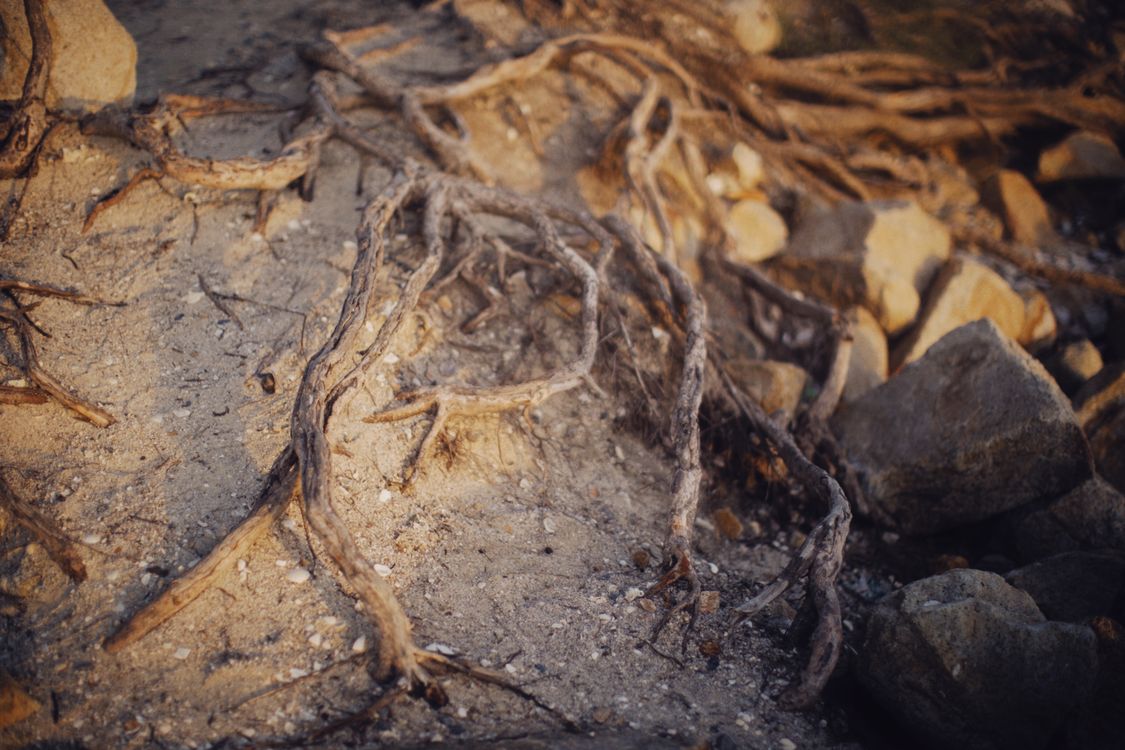 Brown Tree Roots on Sand · Free Stock Photo