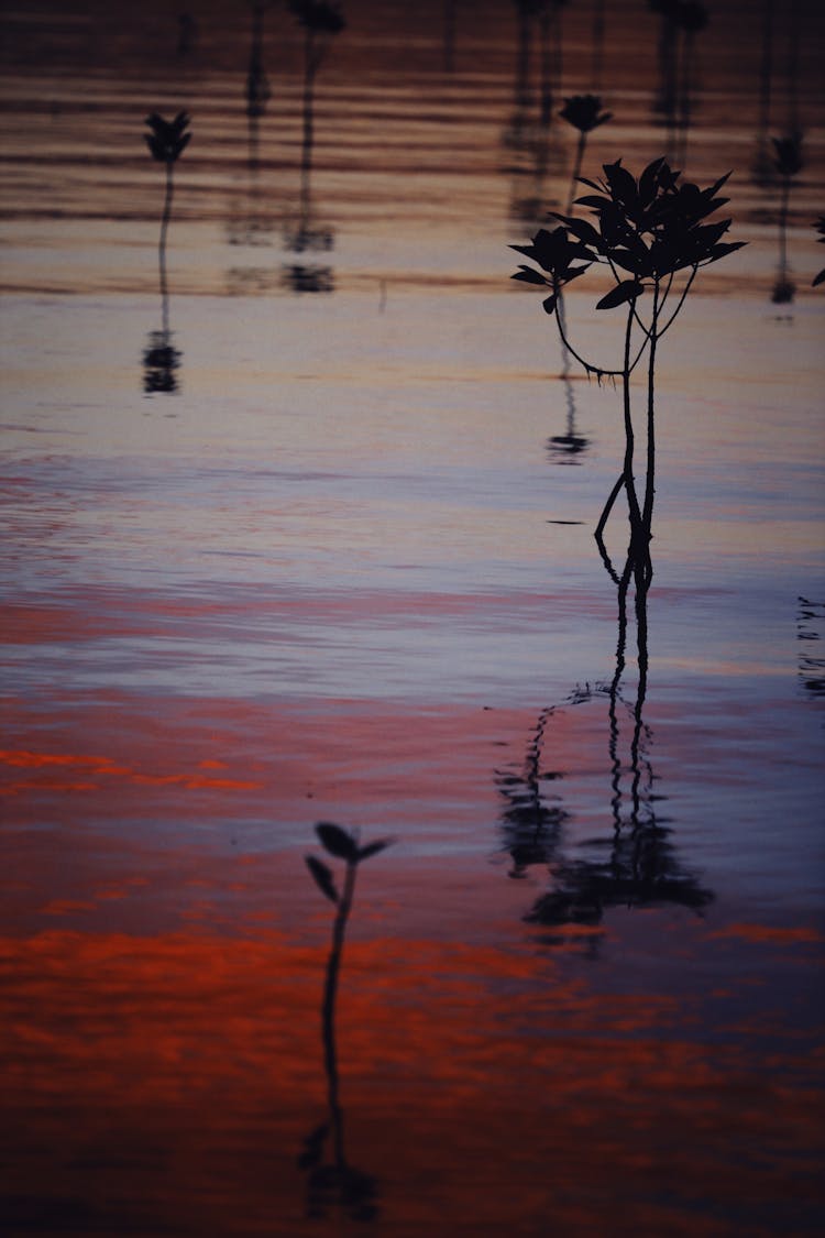 Silhouette Of Mangroves On Body Of Water 