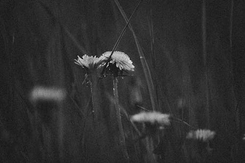 Fotos de stock gratuitas de blanco y negro, diente de león, enfoque selectivo