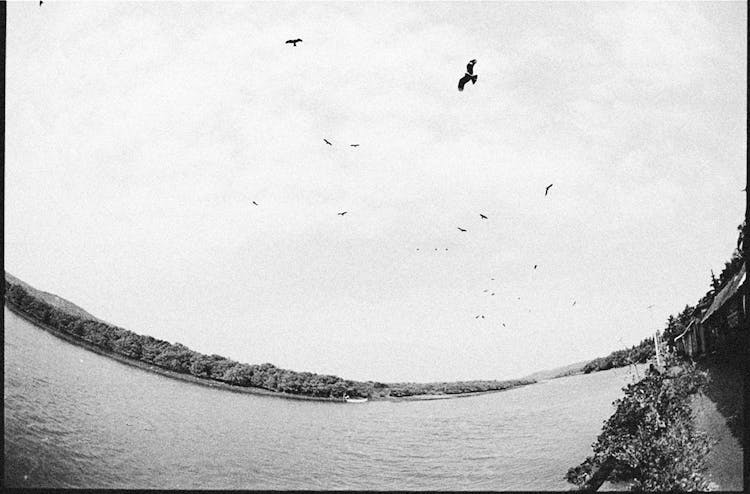 Birds Flying Over Lake