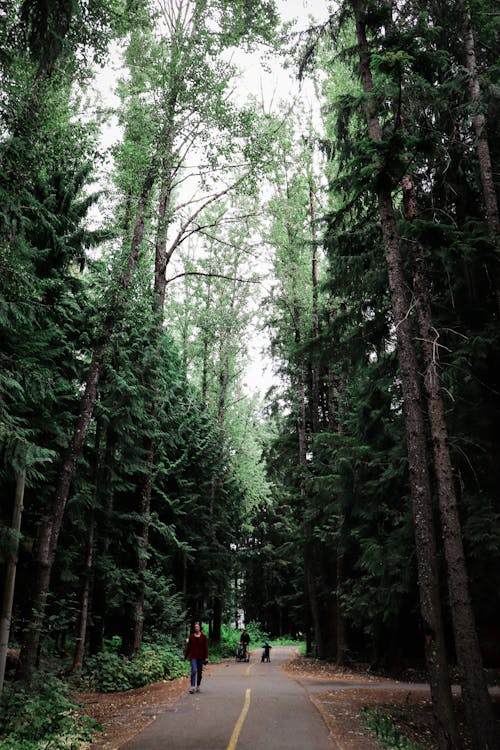 Walking Path Through a Forest 