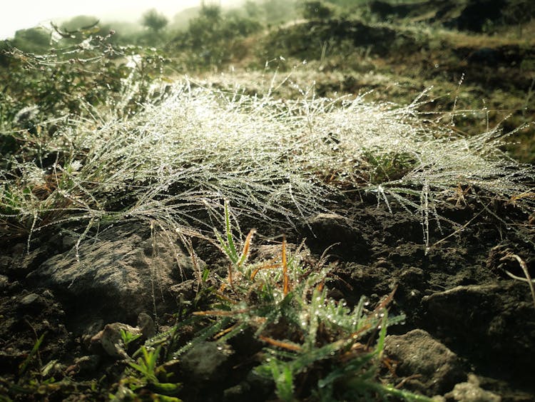 Wet Green Grass On Rocks