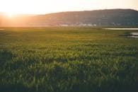Green Grass Field during Sun Rise