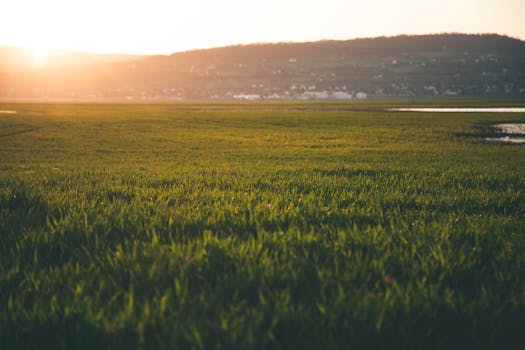 温暖的阳光洒在乡村宁静的绿色田野上，映照着美丽的日出