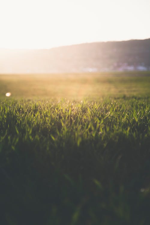Free Close-Up Photography of Grass Stock Photo
