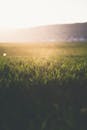 日落时分，阳光刺眼，一片宁静的草地非常适合自然和农业主题