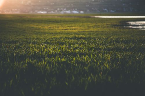 Free A tranquil sunset over a vast green grass field, capturing nature's beauty. Stock Photo