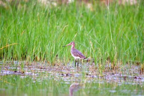 Бесплатное стоковое фото с болото, водно-болотные угодья, водоплавающая птица