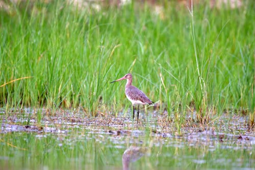 Gratis stockfoto met beest, birdwatching, buiten