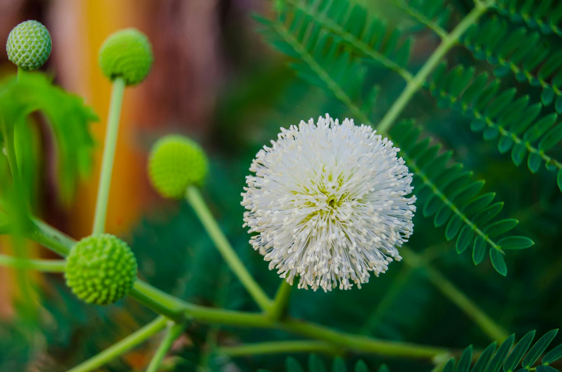 White Touch Me Not Flower