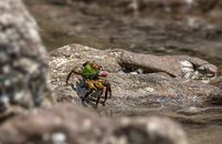Green Crab on Brown Rock