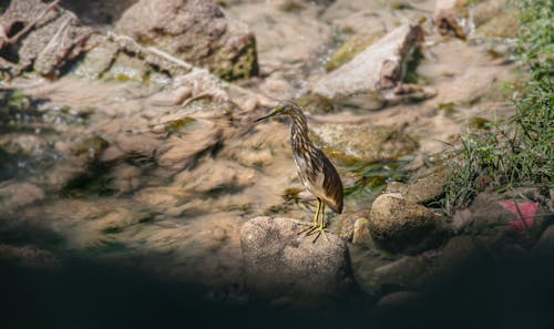 Foto d'estoc gratuïta de au, fotografia d'animals, fotografia de la vida salvatge