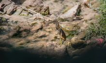 Brown and White Long Beak Bird on Gray Rock