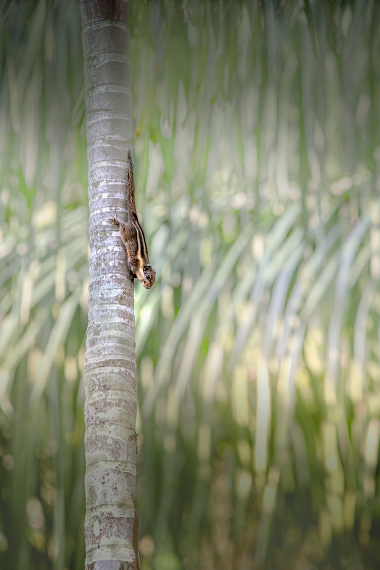 Photo Of A Himalayan Striped Squirrel