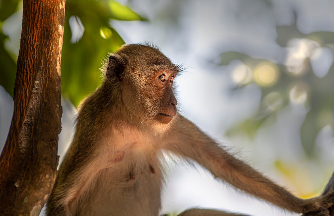 Close-Up Photograph of a Hairy Macaque Monkey