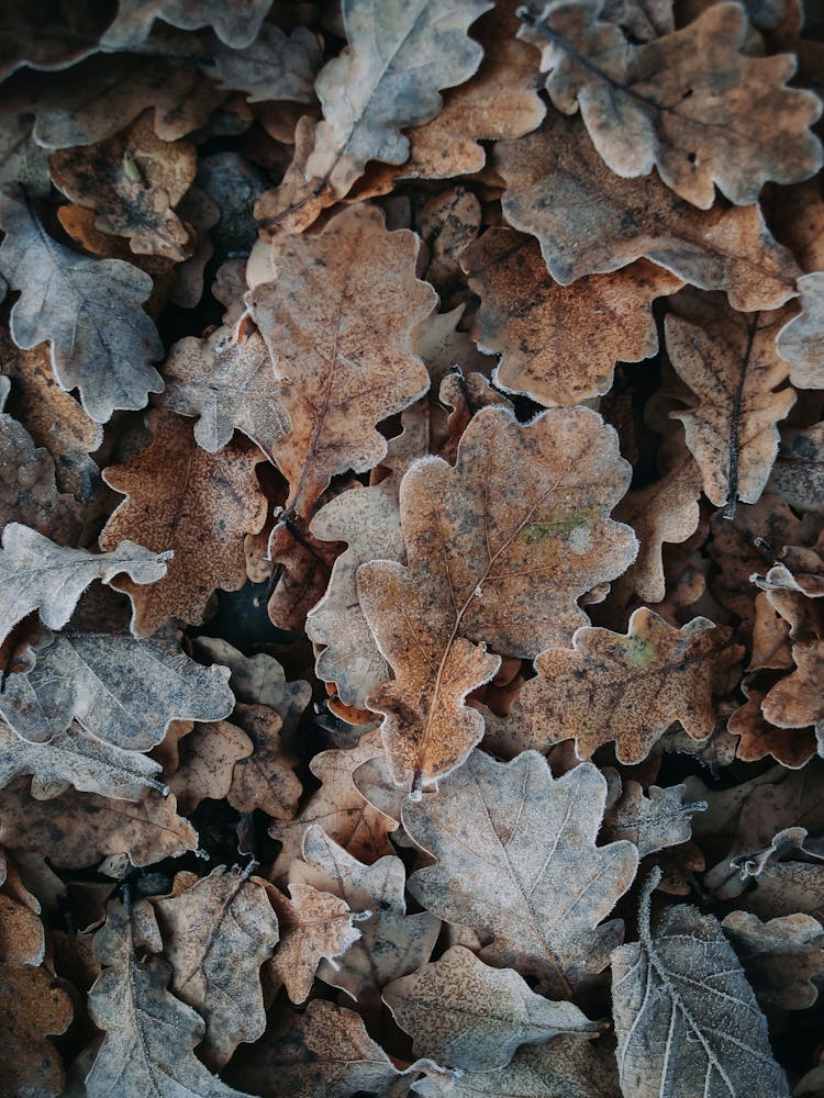 Fallen Oak Leaves