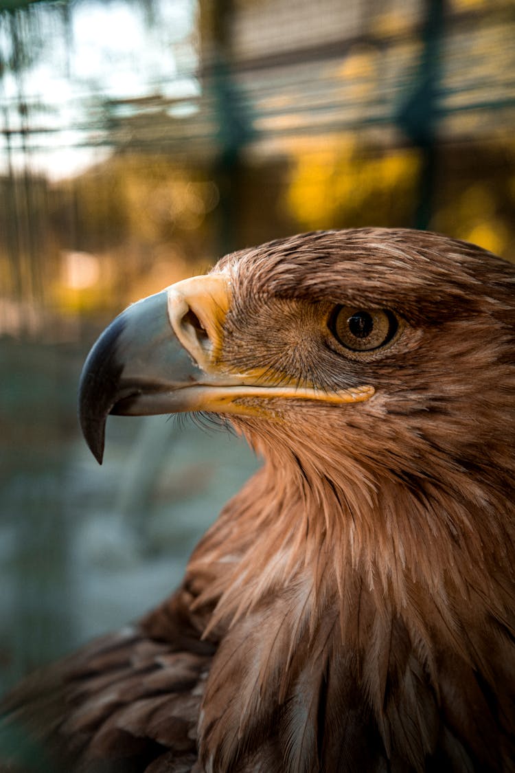 Close Up Photo Of An Eagle