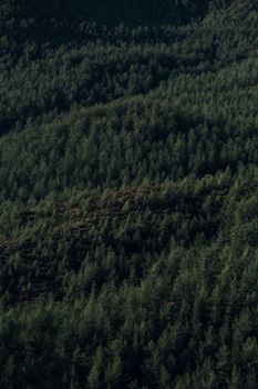 Dense, vibrant forest captured from above showcasing natural green foliage.