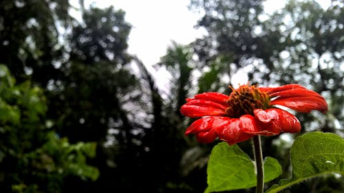 Фотография красного цветка с лепестками в селективном фокусе