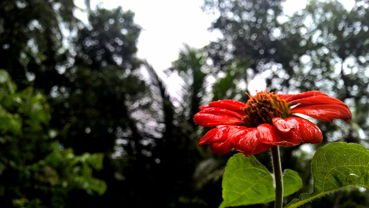 Фотография красного цветка с лепестками в селективном фокусе