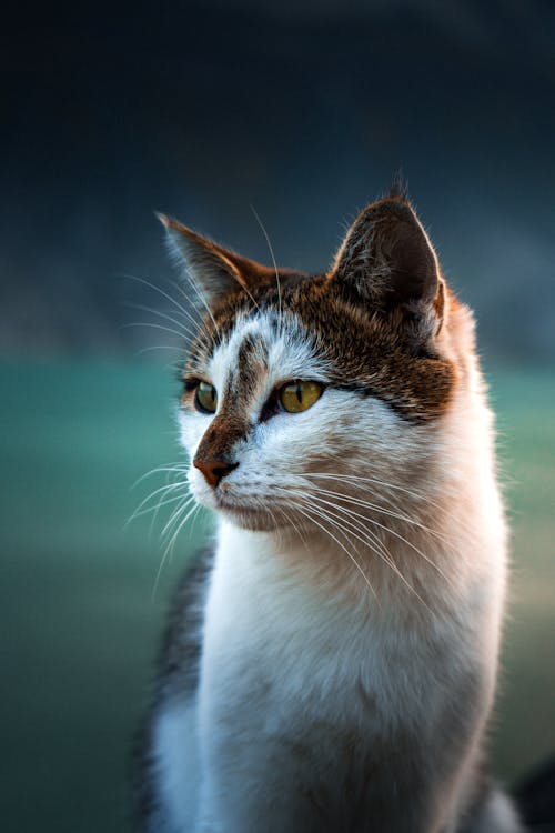 White with Brown Cat in Close Up Photography