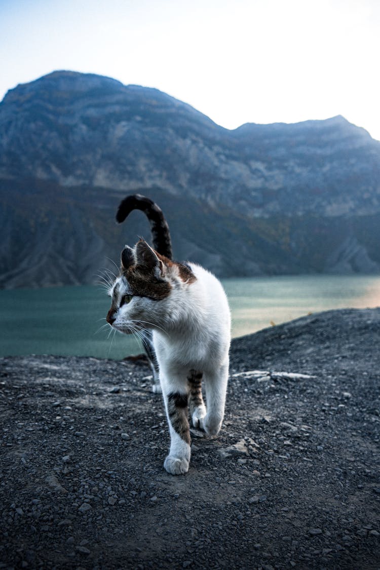 Cat Walking On Mountain Area