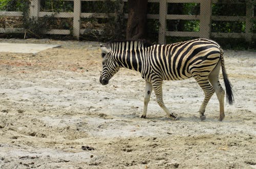 Black and White Zebra