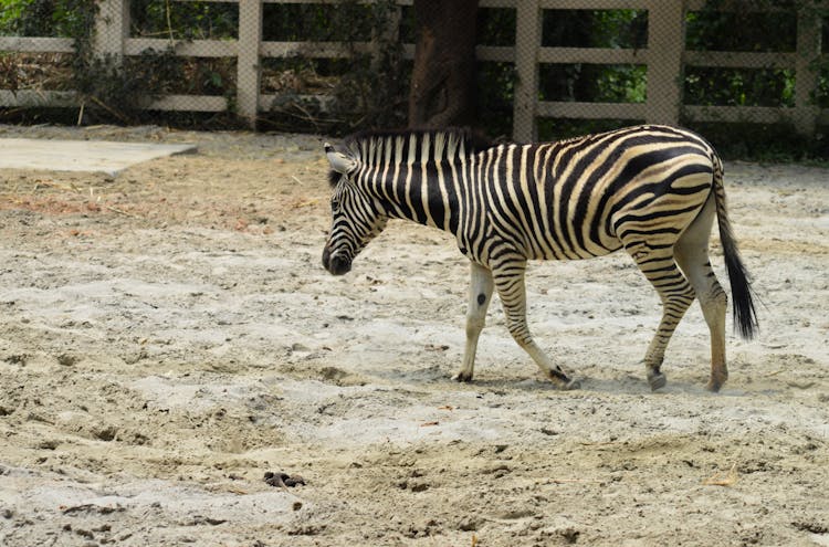 Black And White Zebra