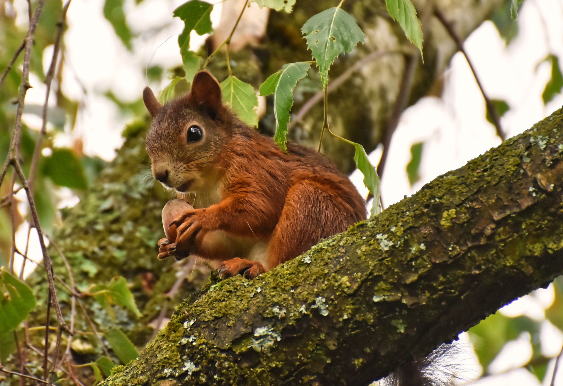 A close-up shot of a red squirrel holding a nut on a mossy tree branch outdoors.