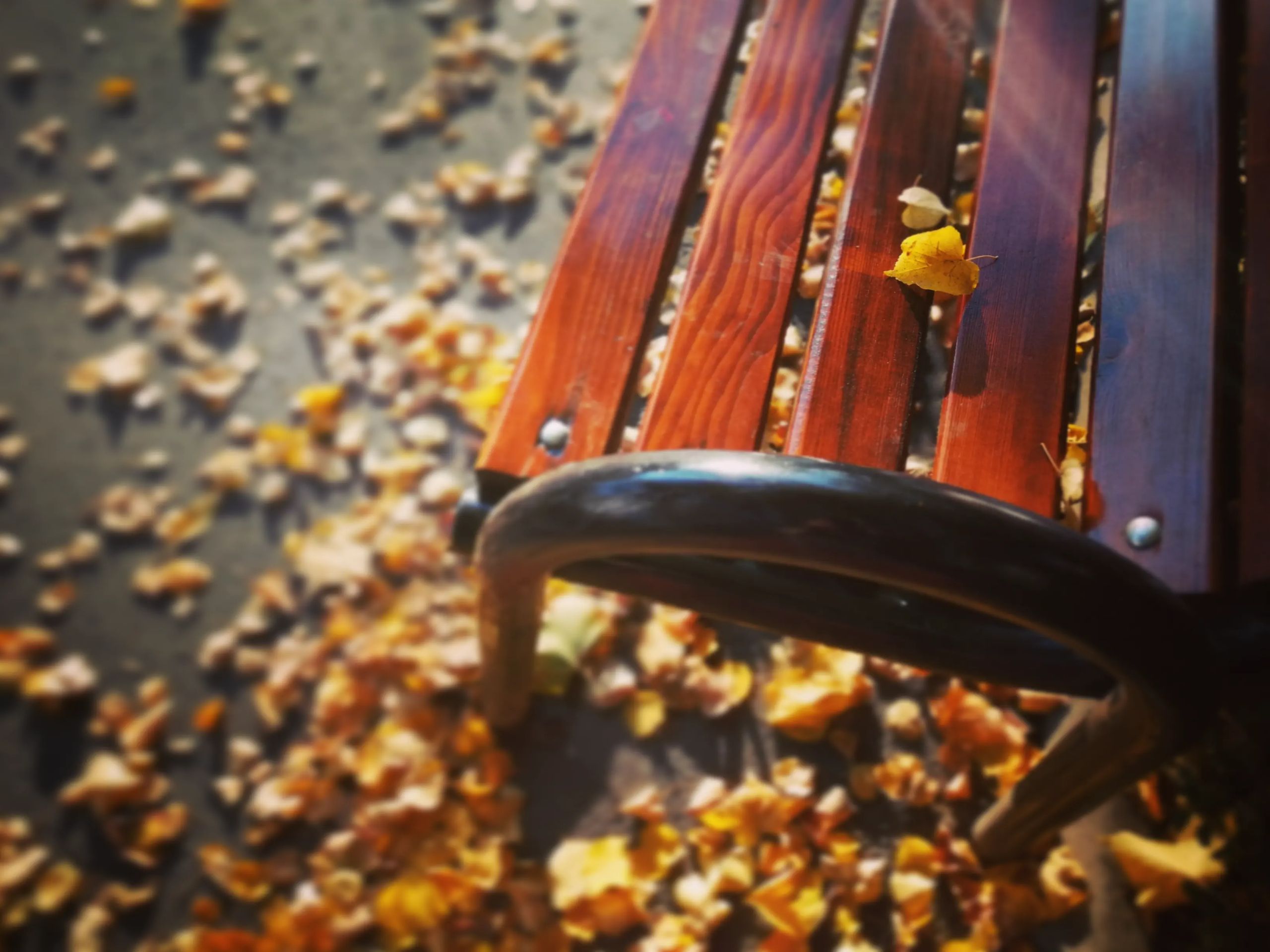 Yellow Leaves Under the Brown Wooden Bench · Free Stock Photo
