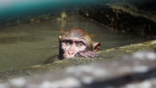 Free Brown Monkey on Body of Water Stock Photo