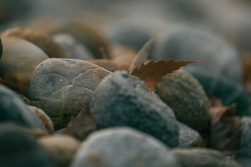 Free Detailed view of brown autumn leaves resting on smooth river rocks. Stock Photo