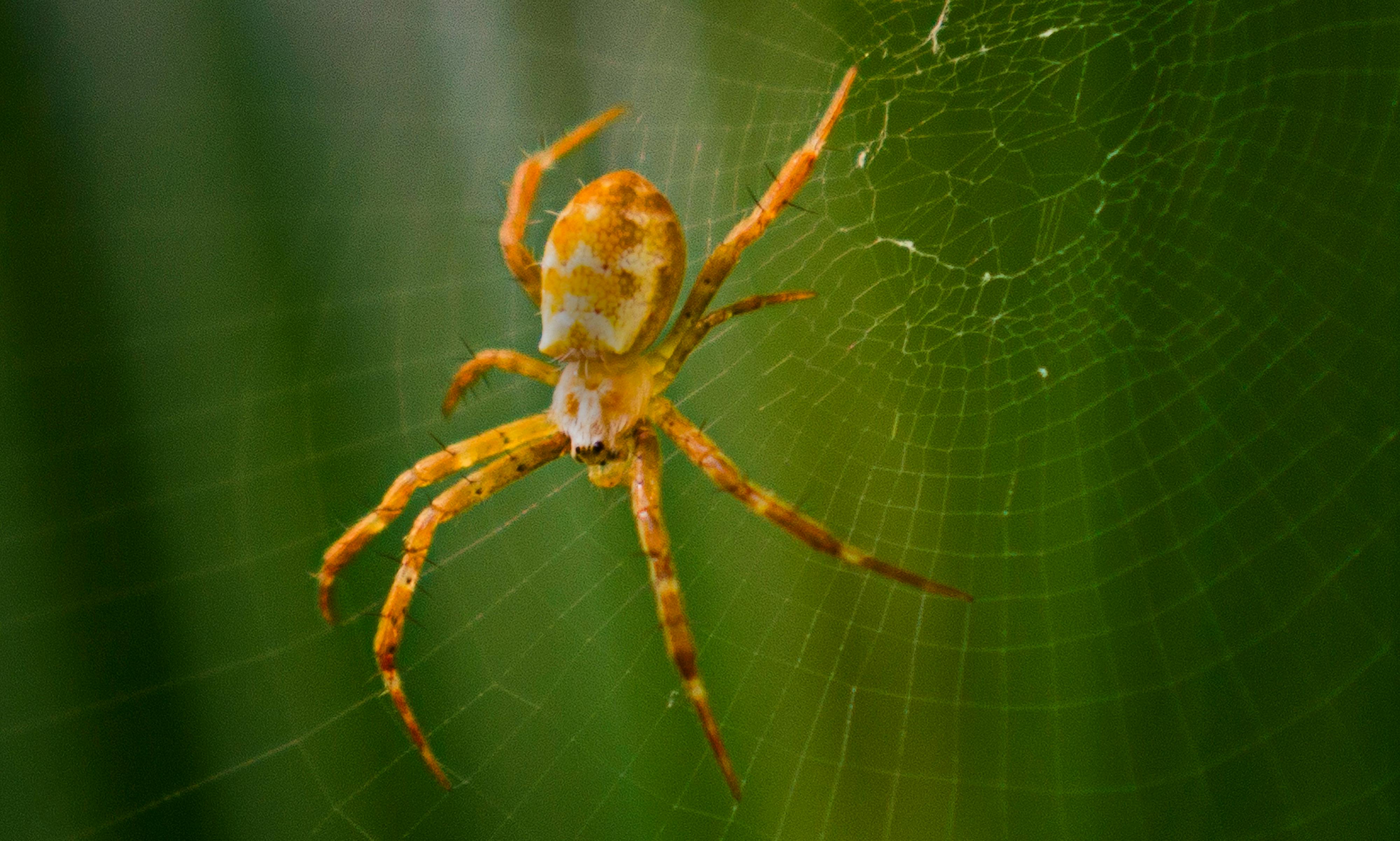 closeup photography of argiope spider on web