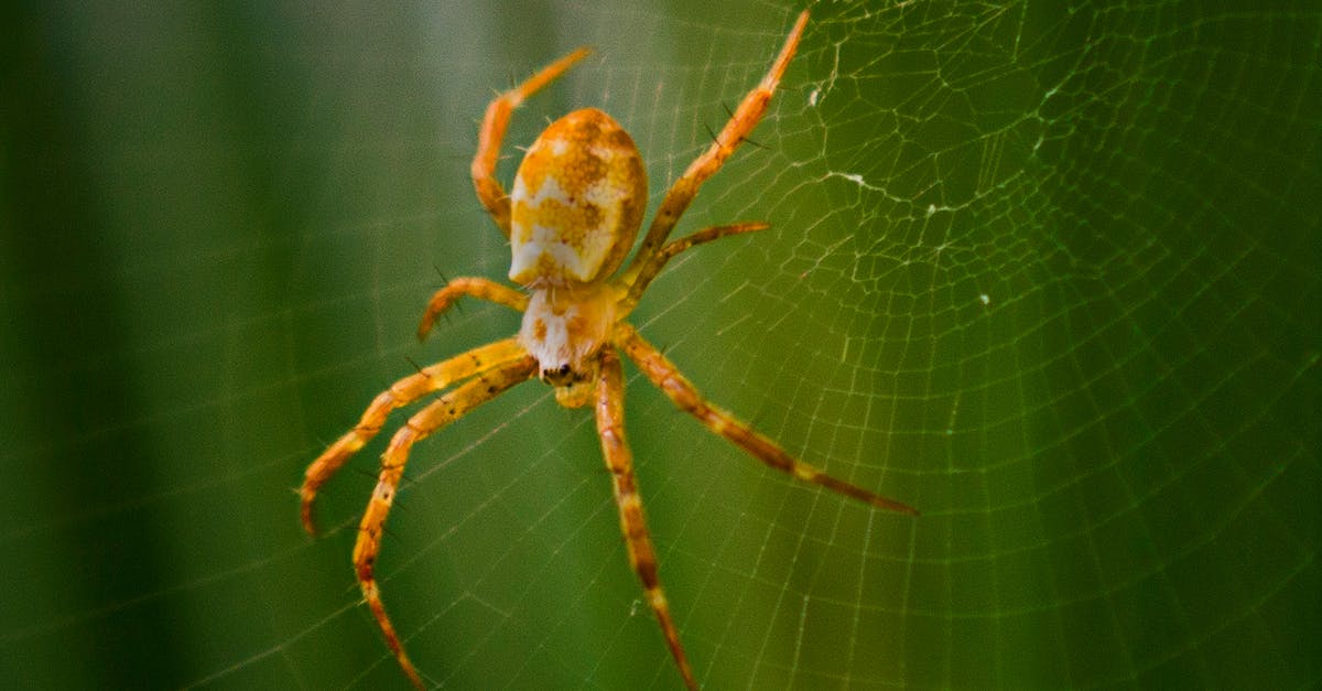 How to make a spider web easy