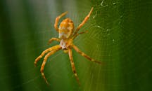 自然环境中，蜘蛛网上的特写镜头，展现了蜘蛛鲜艳的色彩