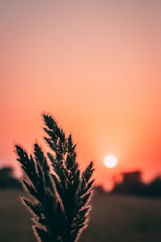 A serene image capturing the silhouette of a plant against a colorful sunset sky.