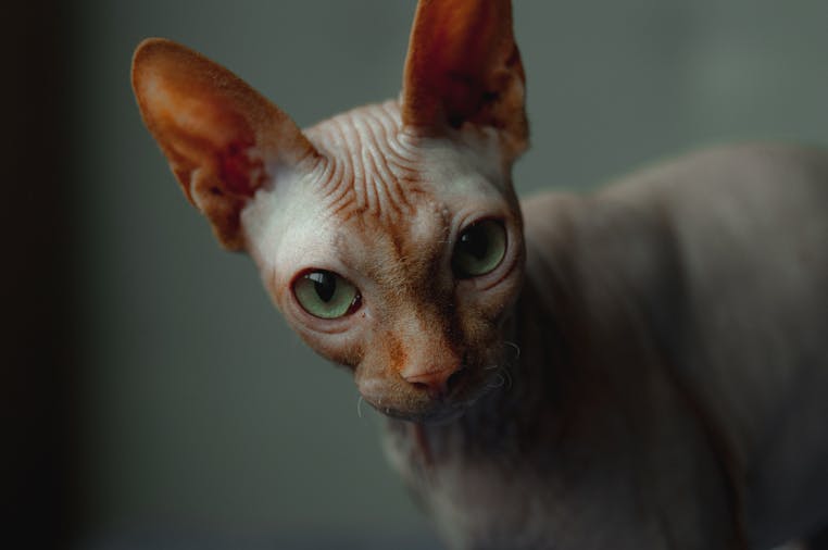 Detailed close-up of a Sphynx cat with green eyes indoors, showcasing its unique features.